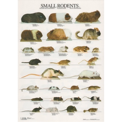Poster Pequenos Roedores 2 A4- EX