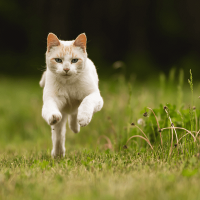 Atrativos e Repelentes