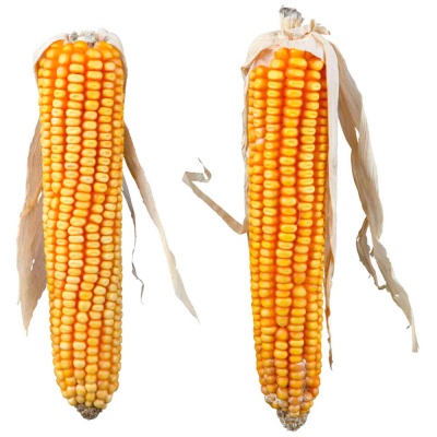 NATURSNACK - Espigas de Milho ( 2 Unidades) - TX