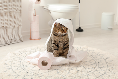 WC e Caixas de Areia