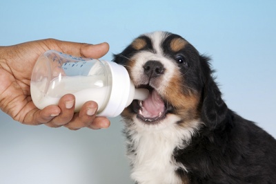 Leite para Cachorros