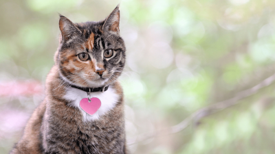 Chapas de Identificação
