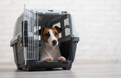 Transportadoras e Acessórios