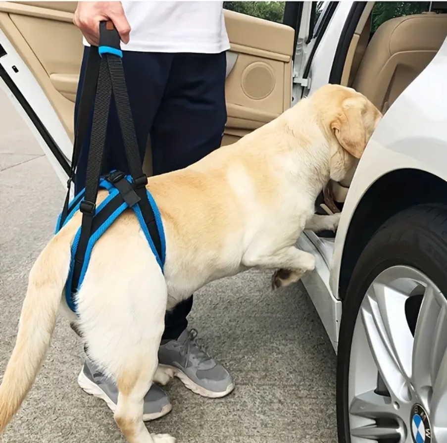 Cinto auxiliar patas traseiras ,4 tamanhos Cinto auxiliar patas traseiras ,4 tamanhos