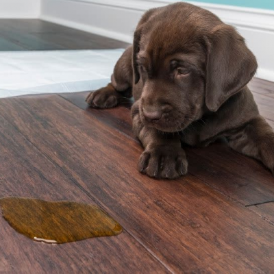 SUPER ABSORVENTE AROMATIZADO COM AÇÃO BACTERICIDA - 1L - GRANIBAK