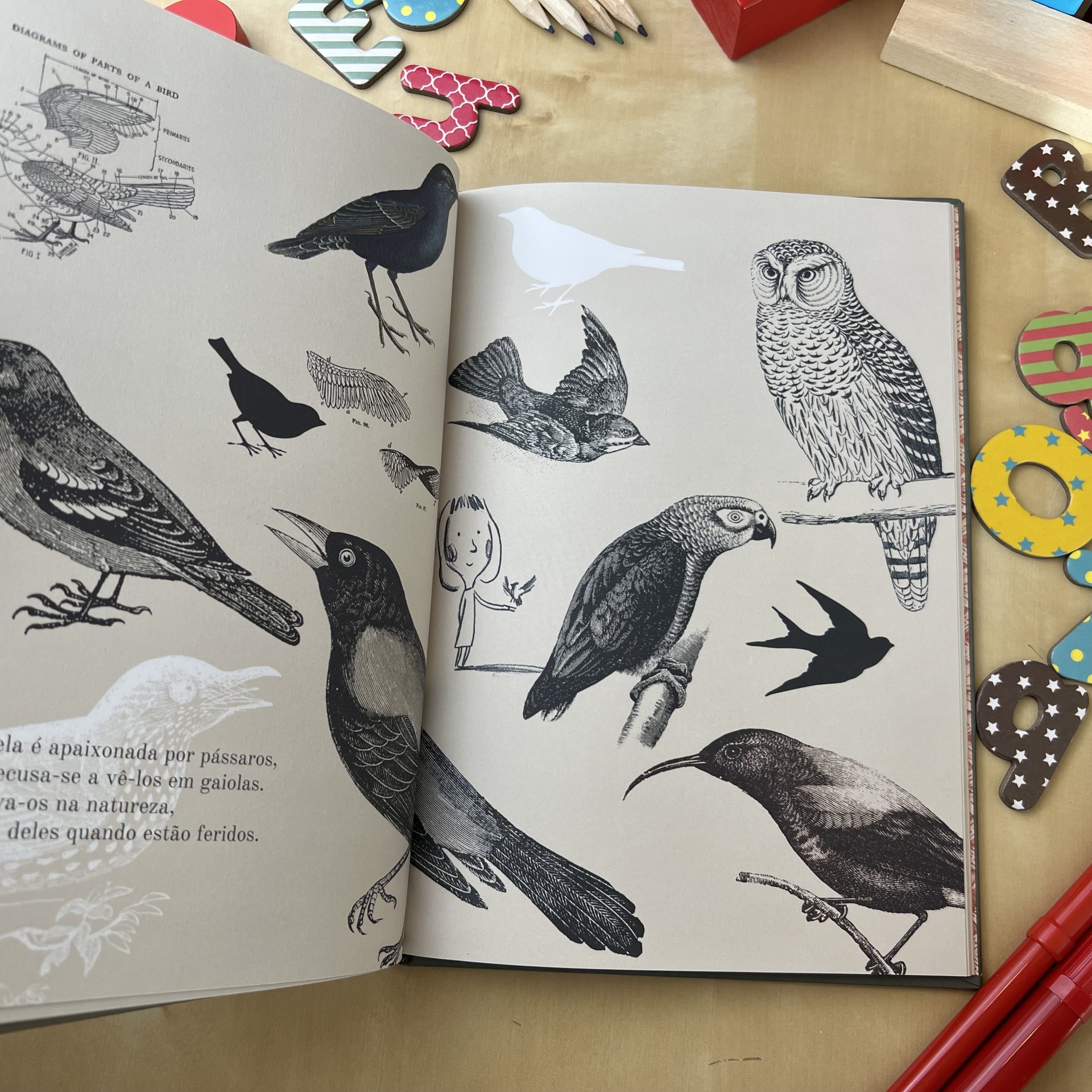 O DIA EM QUE ME TORNEI PÁSSARO