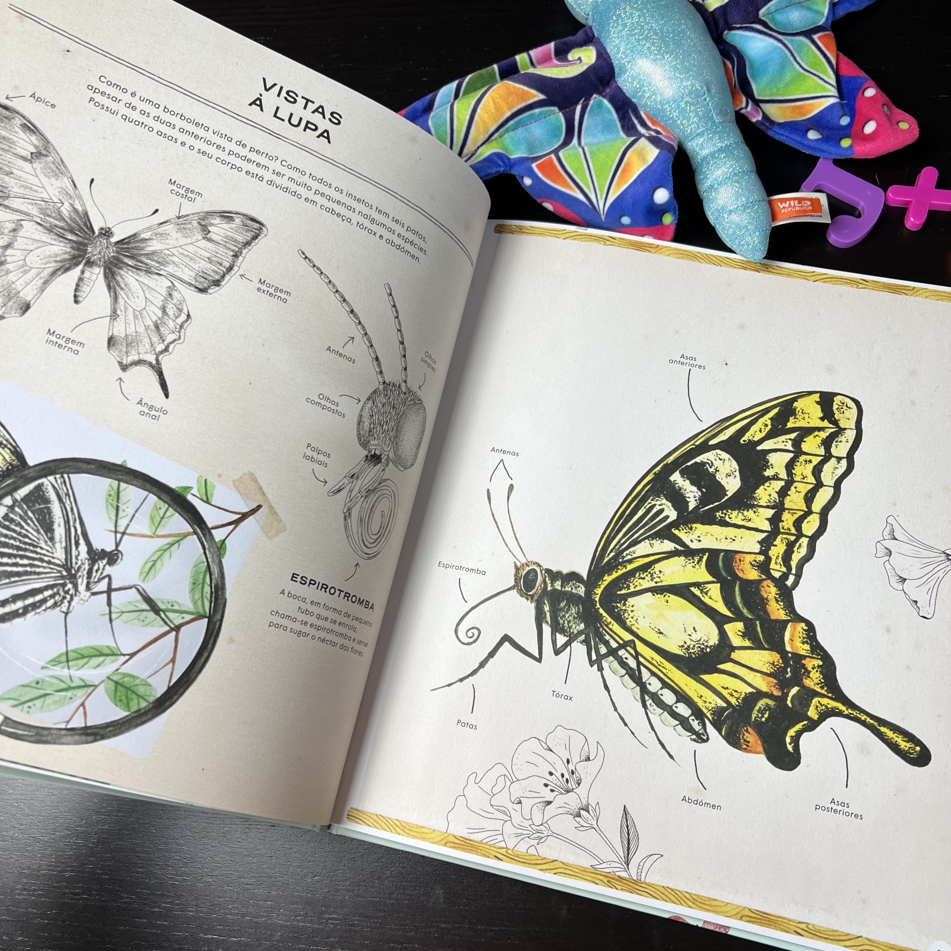 BORBOLETAS - VIDA SECRETA