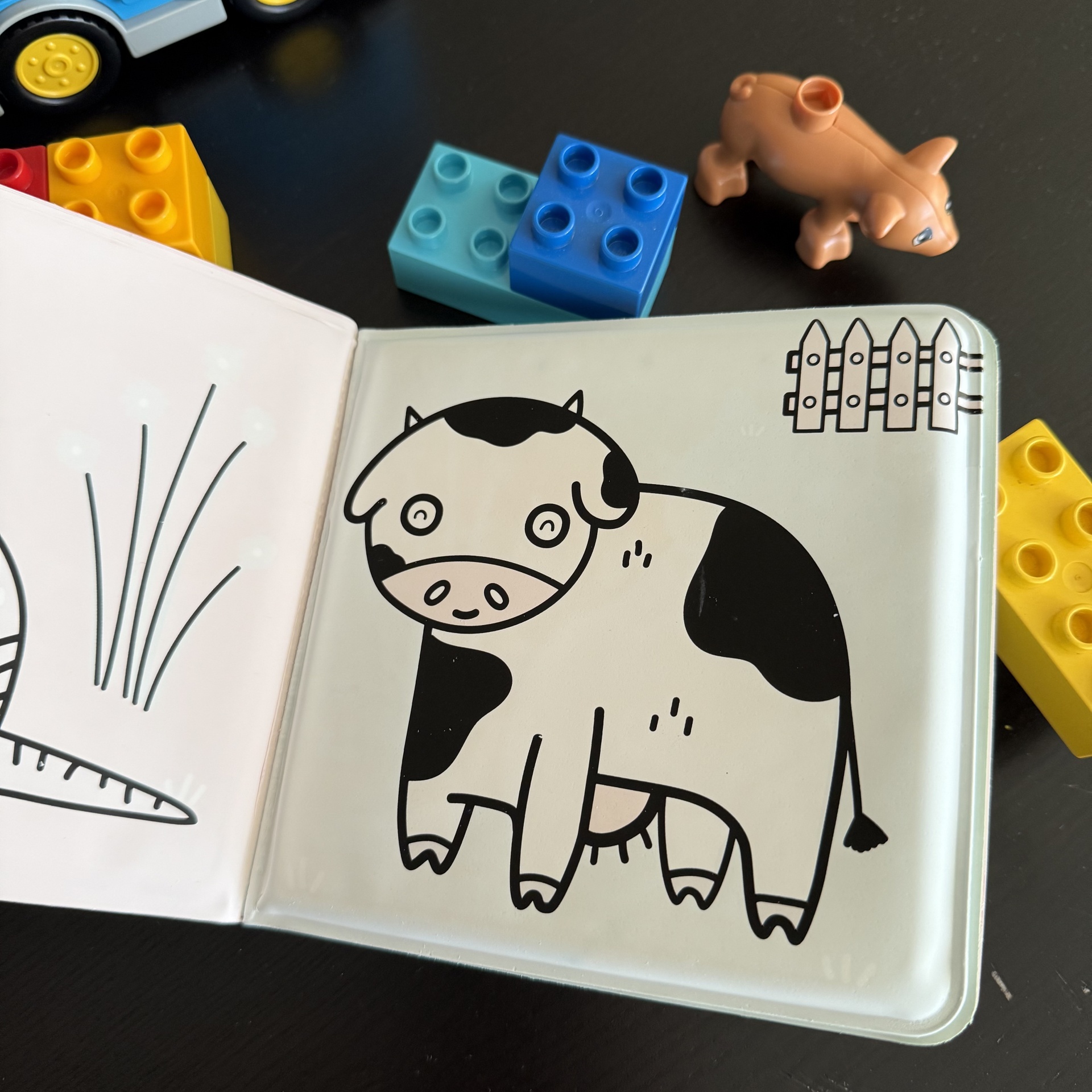 CORES MÁGICAS - QUINTA