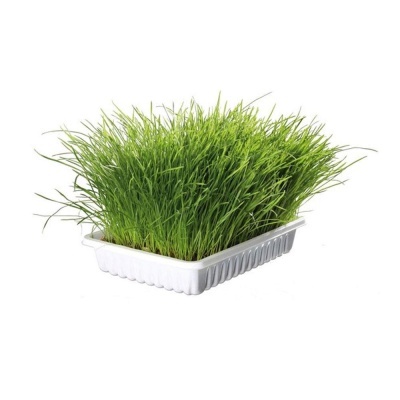 Erva Gateira (Catnip) para Gato – Ferribiella