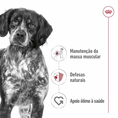 Royal Canin Medium Adult - Alimento em molho para cão adulto de porte médio