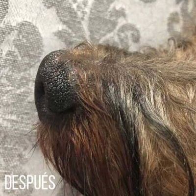 Creme Reparador Kw  – Hidratação Intensa para Pele Seca de Cães e Gatos