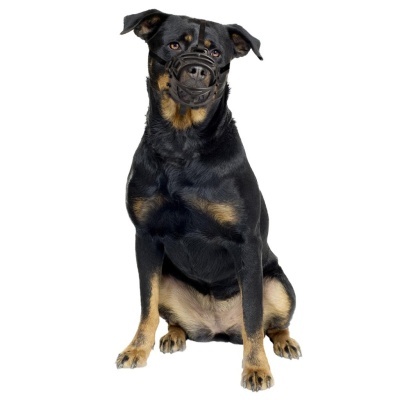 Duvo Plus – Açaime Ergonómico para Cão com Abertura Frontal