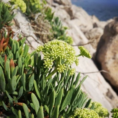 Bruma Perfumada Alga Selvagem & Funcho-Marítimo 100ml