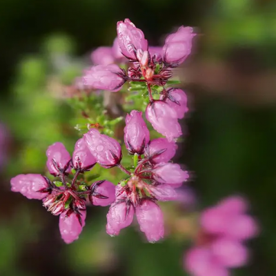 Bruma Perfumada Flores do Prado & Urze 100ml Bruma Perfumada Flores do Prado & Urze 100ml