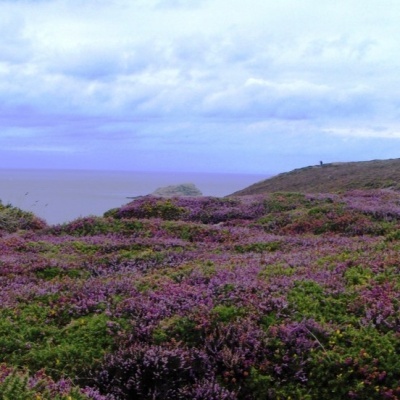 Bruma Perfumada Flores do Prado & Urze 100ml Bruma Perfumada Flores do Prado & Urze 100ml