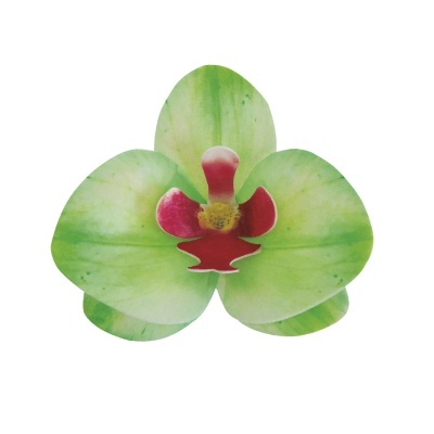 ORQUIDEA HOSTIA VERDE 10U