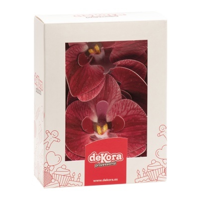 ORQUIDEA BORDEAUX 8.5-7.5CM