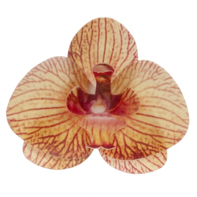 ORQUIDEA AMARELA 8.5-7.5CM ORQUIDEA AMARELA 8.5-7.5CM