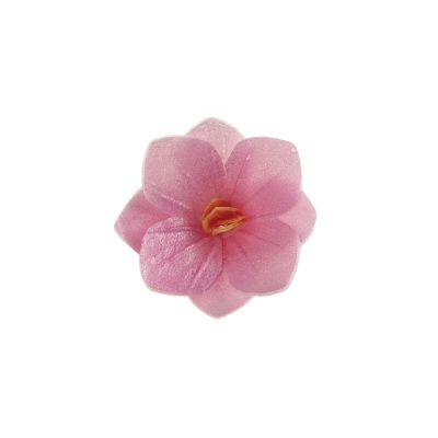 Petunia rosa hostia 3.5cm UNIDADE Petunia rosa hostia 3.5cm UNIDADE