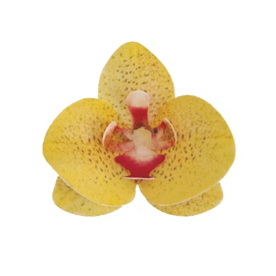 ORQUIDEA HOSTIA AMARELA 8,5-7,5CM ORQUIDEA HOSTIA AMARELA 8,5-7,5CM