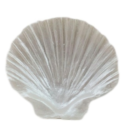 CONCHA BRANCA 10CM