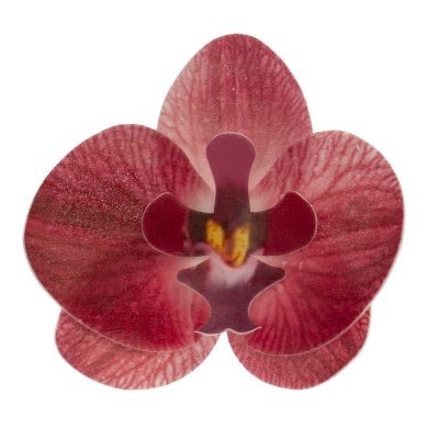 ORQUIDEA BORDEAUX 8.5-7.5CM ORQUIDEA BORDEAUX 8.5-7.5CM