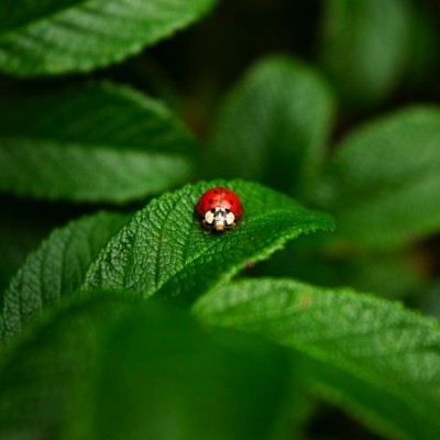 Produtos Biológicos