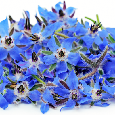 Borragem 30 unidades