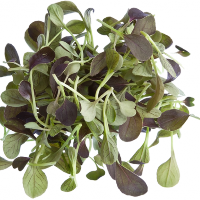 Micro Vegetal Pak Choi 30gr