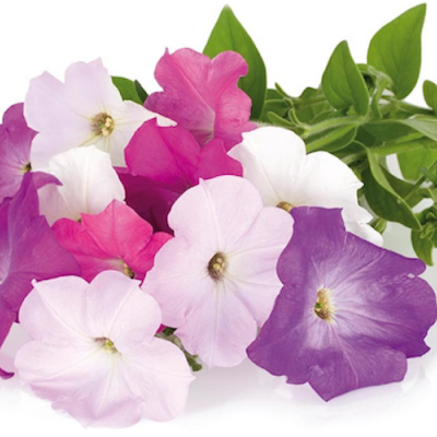 Petúnias 30 unidades