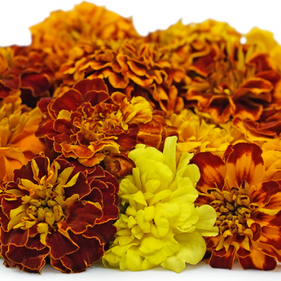 Cravos Túnicos 25 unidades