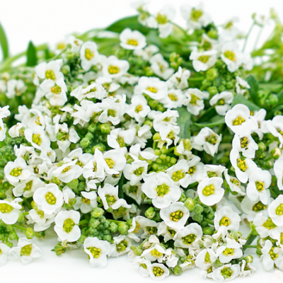 Flor de Mel 30 unidades