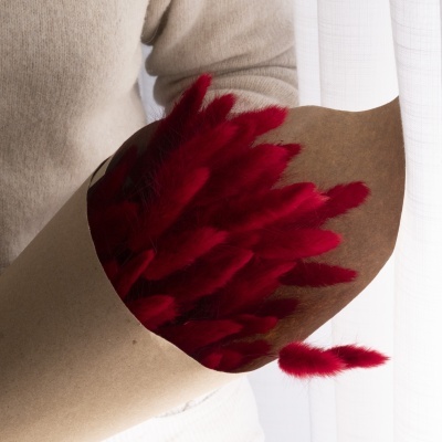 Lagurus vermelho Lagurus vermelho