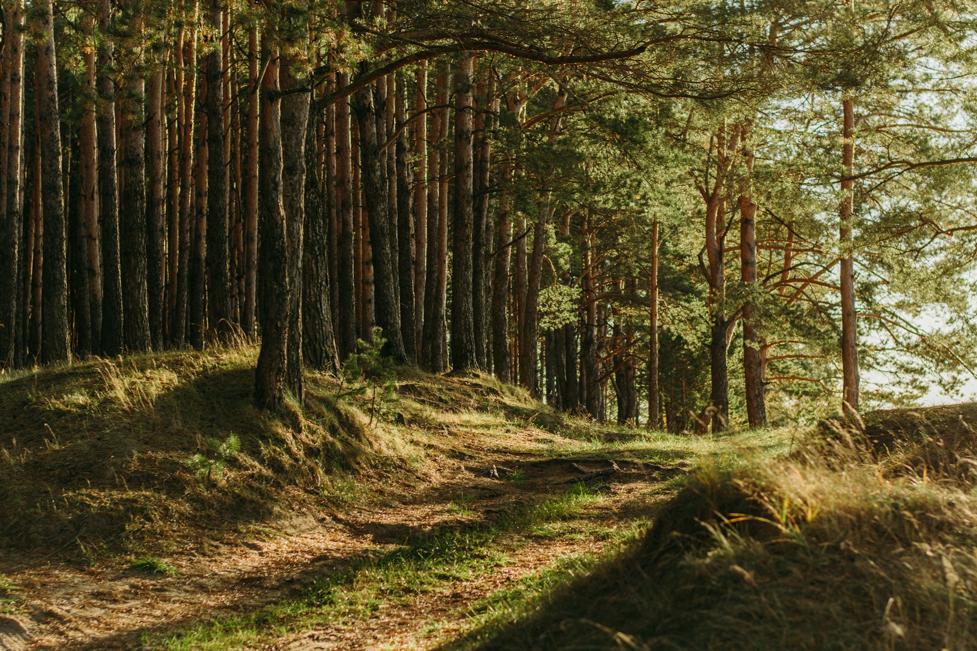 Campanha floresta segura