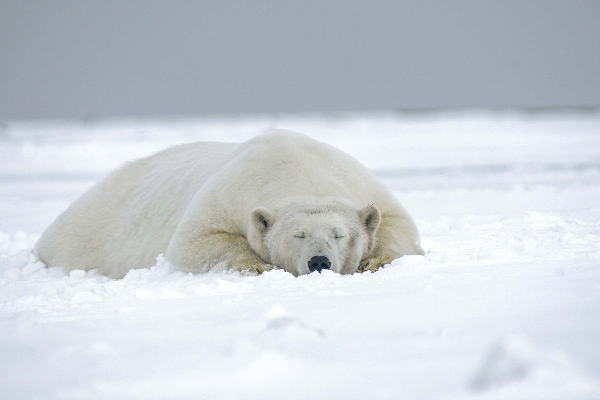 Dia Internacional do Urso Polar