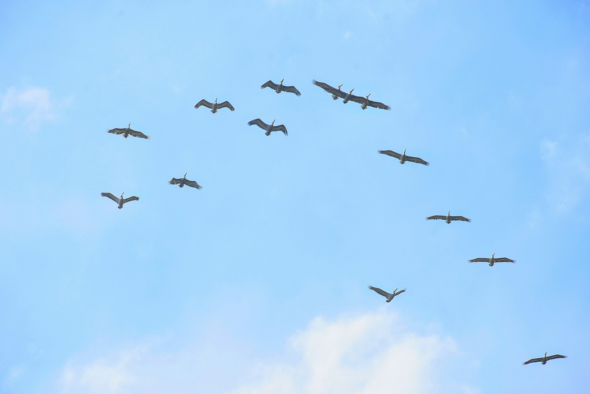 Participe no Censo de Aves Portuguesas