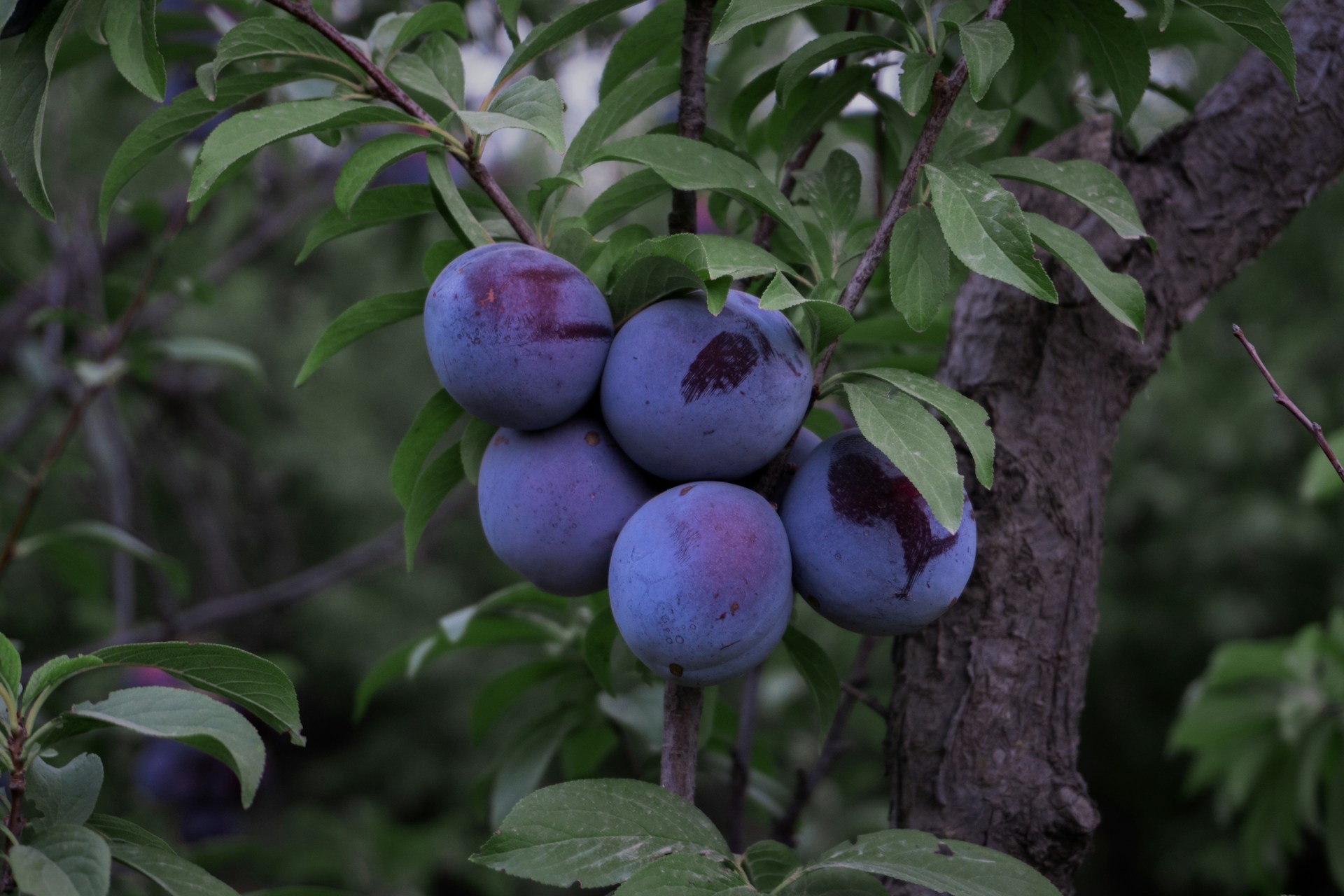 Frutas e Legumes de Agosto para Comprar e Cultivar