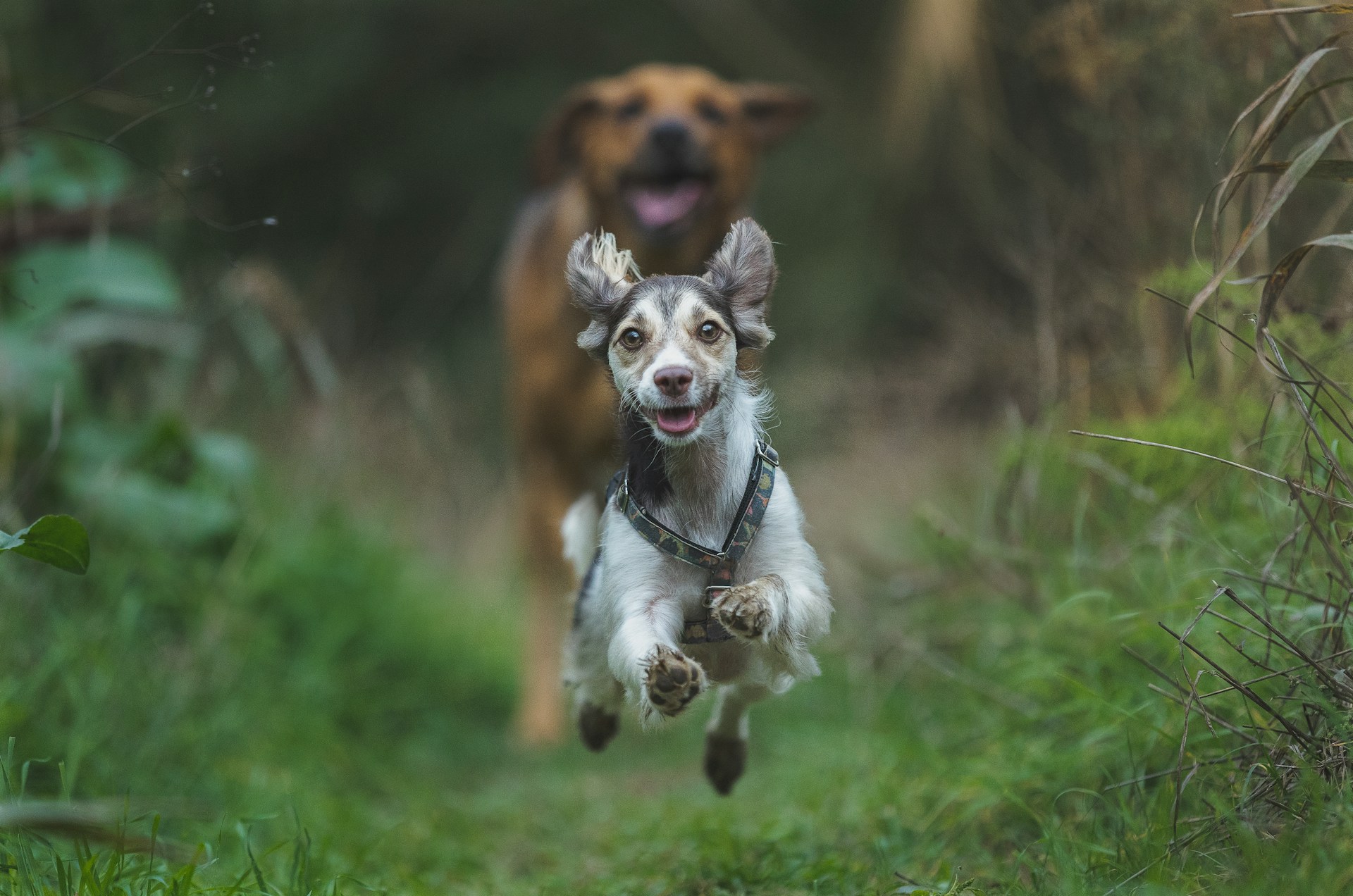Ofereça ao seu Cão uma Vida Natural Saudável e Sustentável