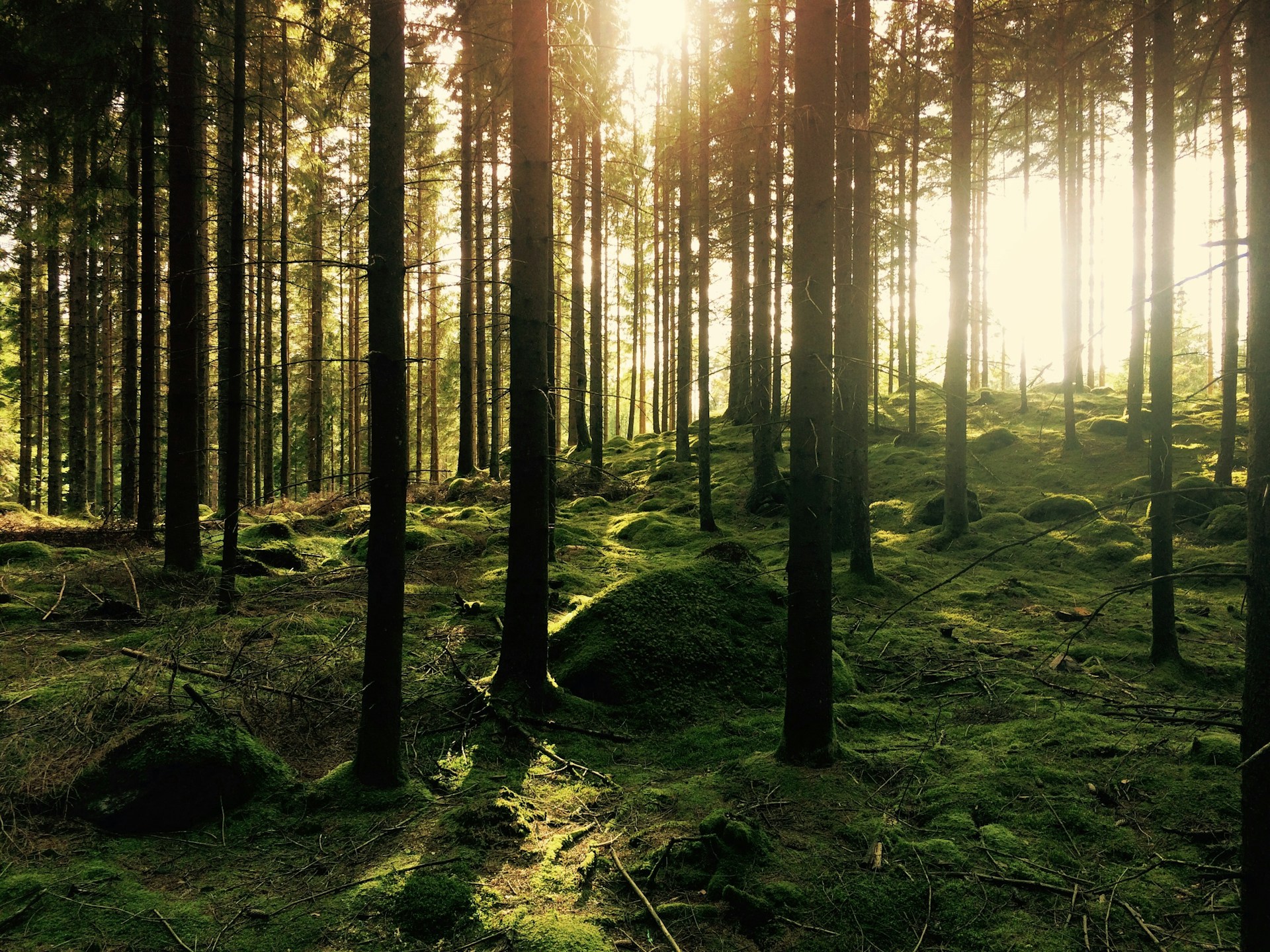 Estado da Floresta em Portugal