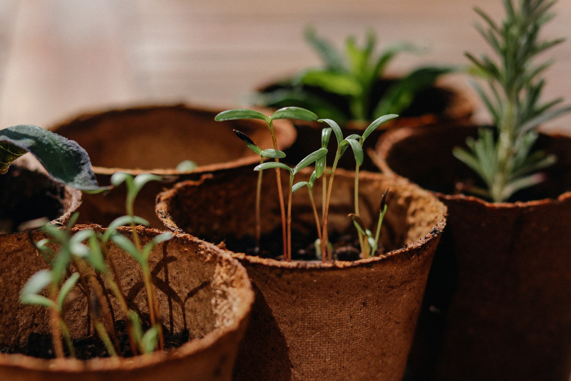Dicas para Começar a Jardinar