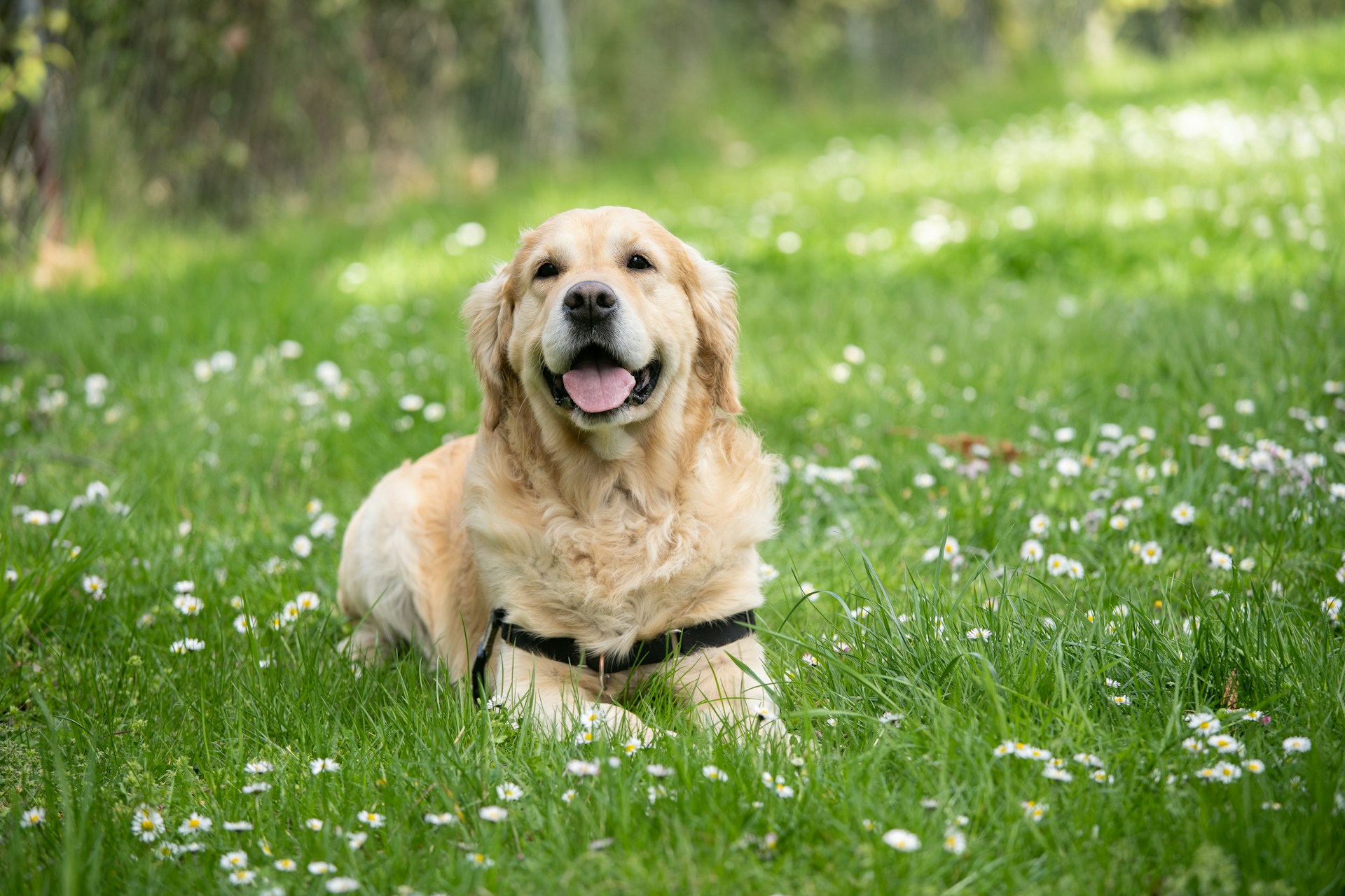 Opções Naturais e Sustentáveis para Cão Opções Naturais e Sustentáveis para Cão