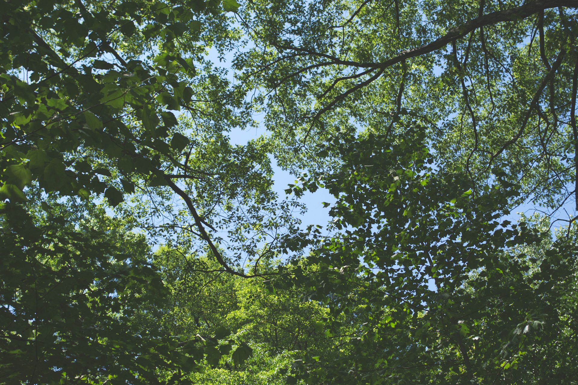 Dia da Floresta Autóctone