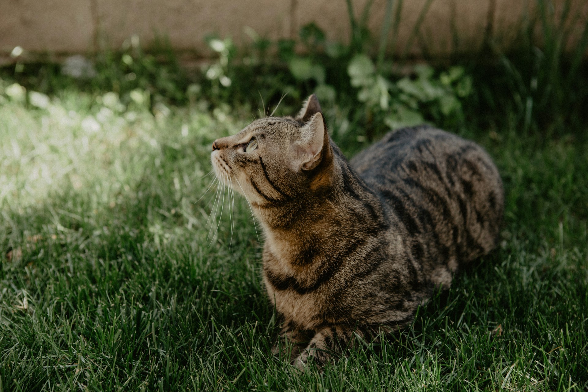 Como Ajudar Animais de Estimação e Vida Selvagem em Dias de Calor