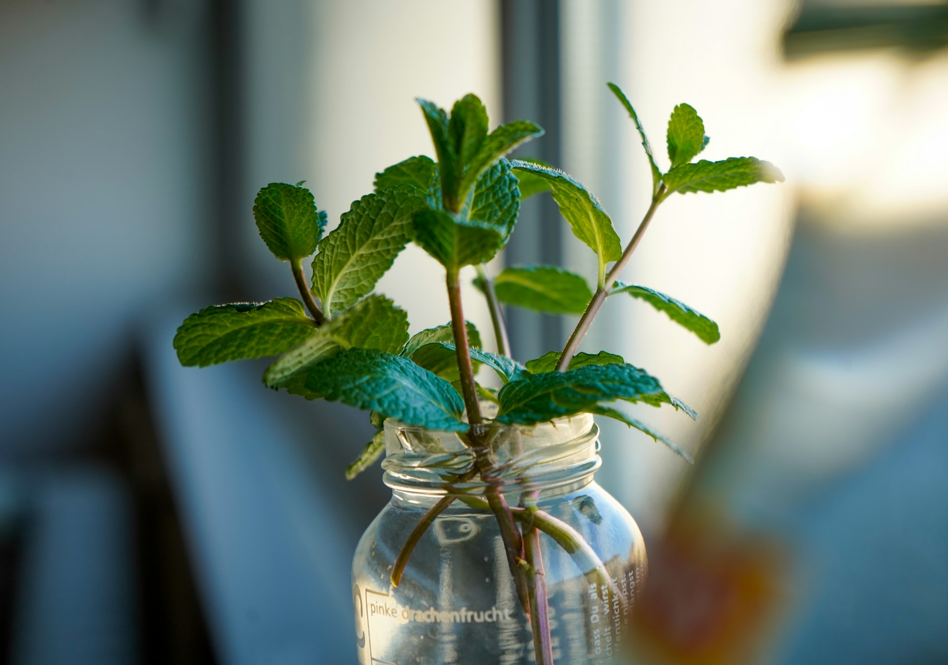 Como Replantar Ervas Aromáticas