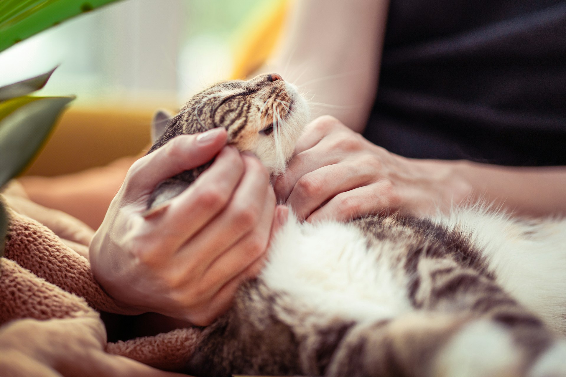 Cuide do seu Gato com Sustentabilidade e Ingredientes Naturais