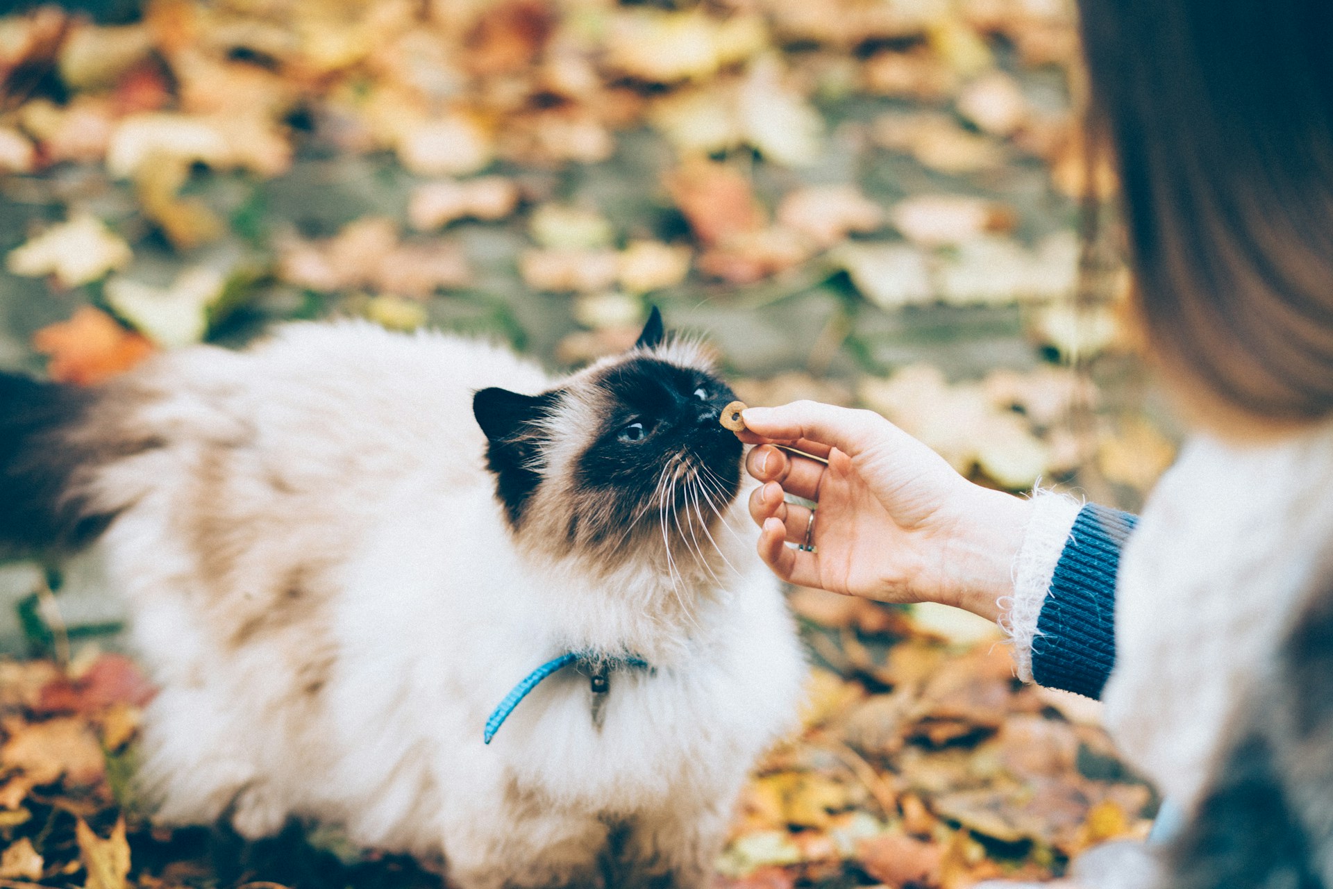 Opções Naturais e Portuguesas para Gato Opções Naturais e Portuguesas para Gato