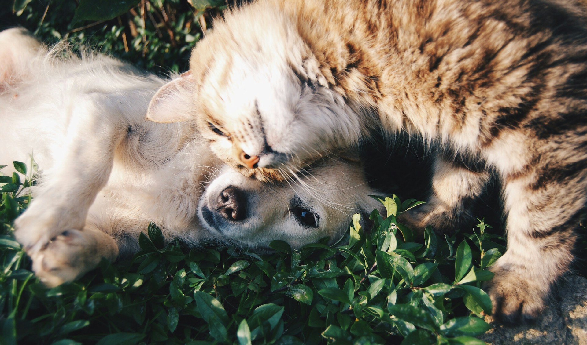 Lançamento da Gama Animais de Estimação