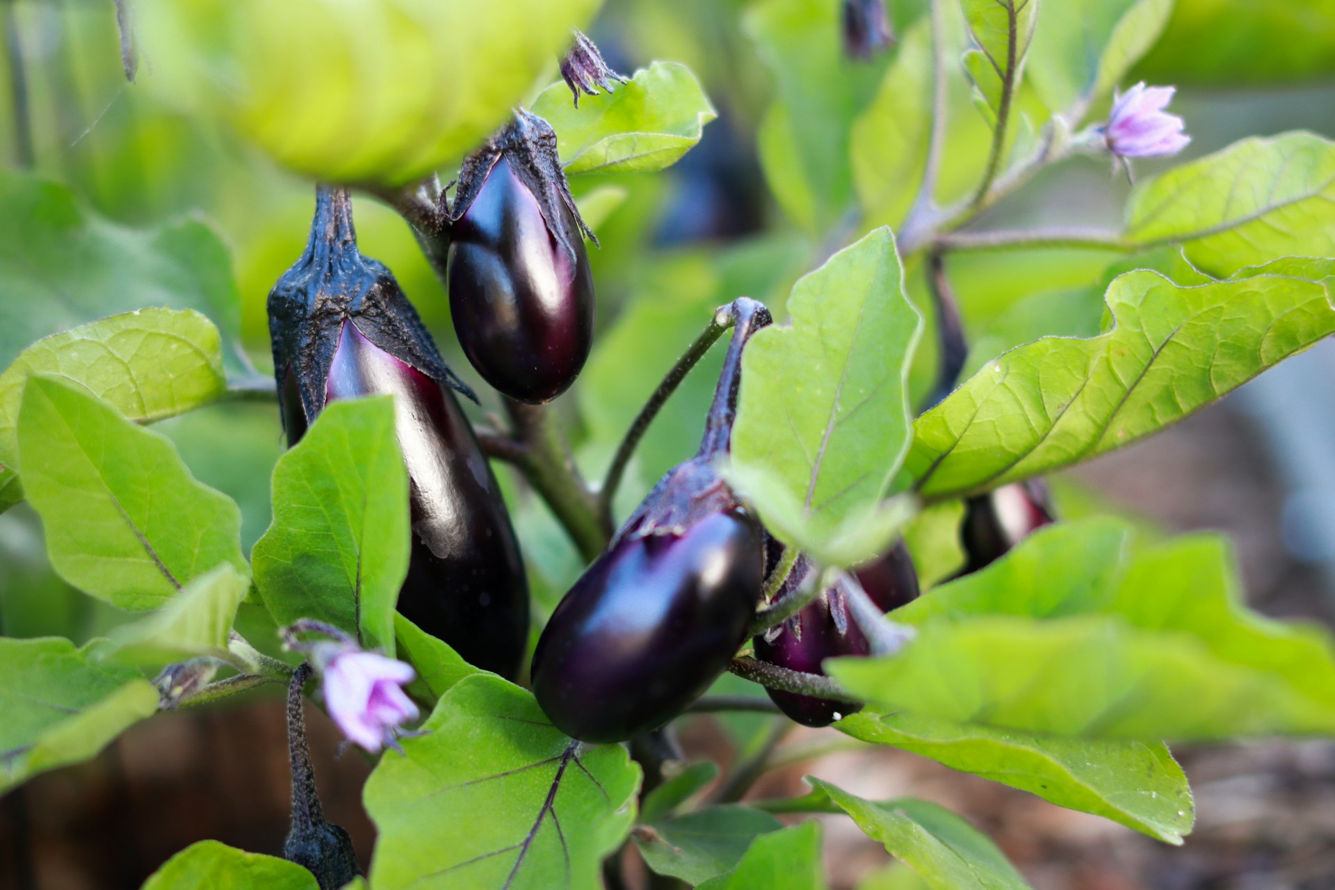 Frutas e Legumes de Julho para Comprar e Cultivar