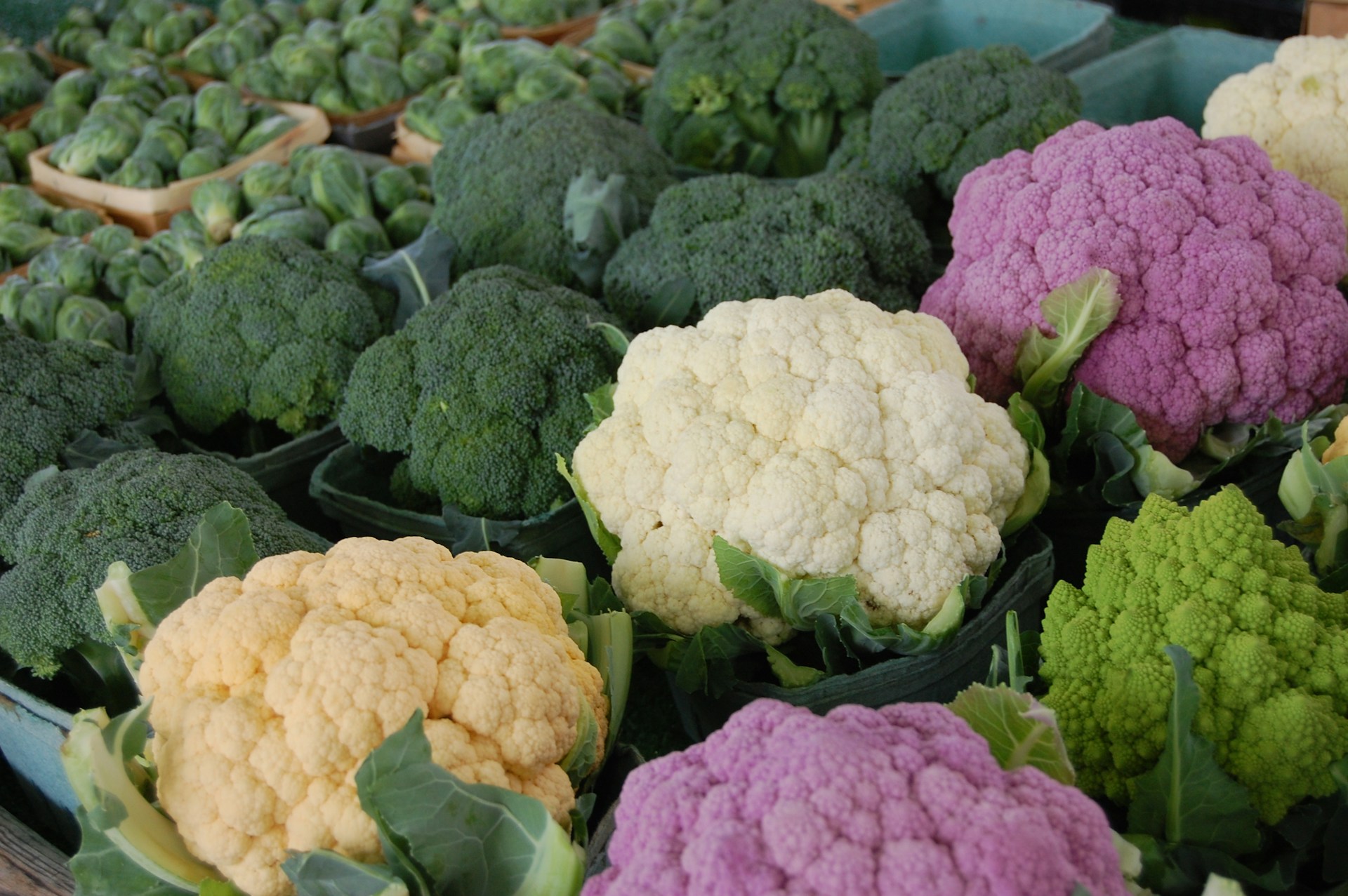 Para Comprar e Cultivar em Novembro