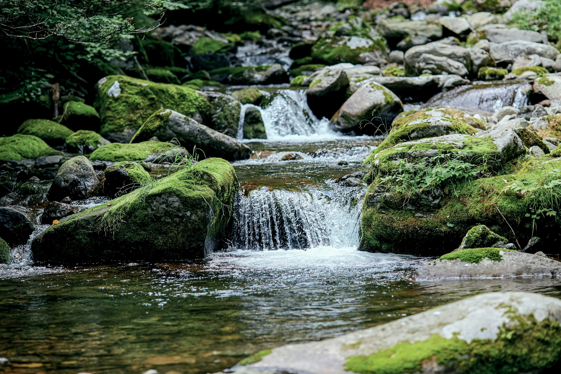 Fraca qualidade ecológica dos rios